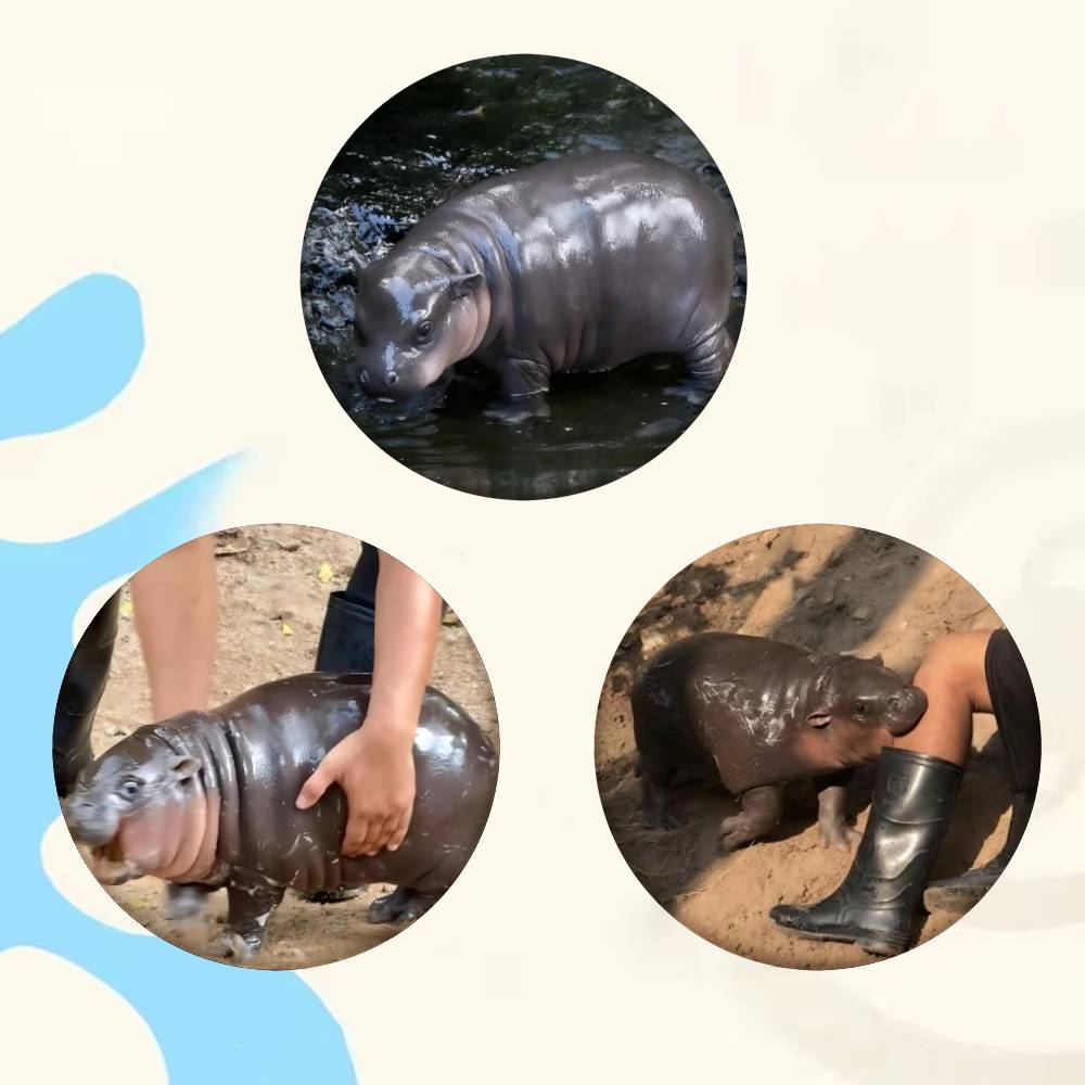 Baby Hippo Moo Deng Badge Tinp - Baby Clothing In Japan reseña y precio